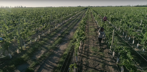 Sauvignon Blanc: frescura que marca tendencia este 1° de mayo
