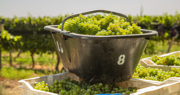 Día Internacional del Chardonnay
