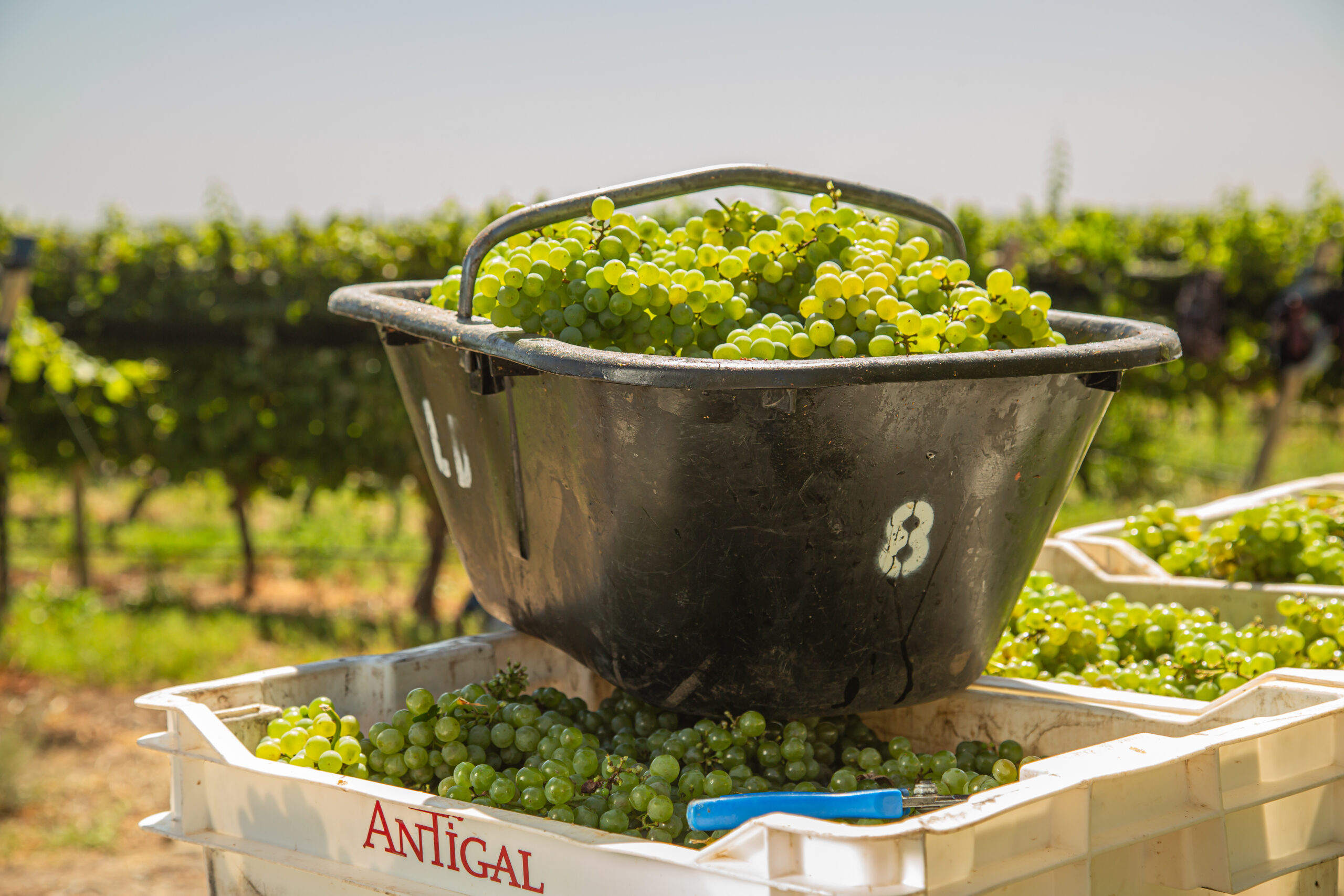 Día Internacional del Chardonnay