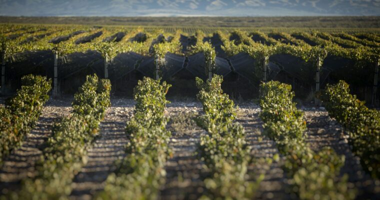 Desafíos climáticos y vinos extraordinarios: la cosecha 2025 de Doña Paula promete una calidad excepcional