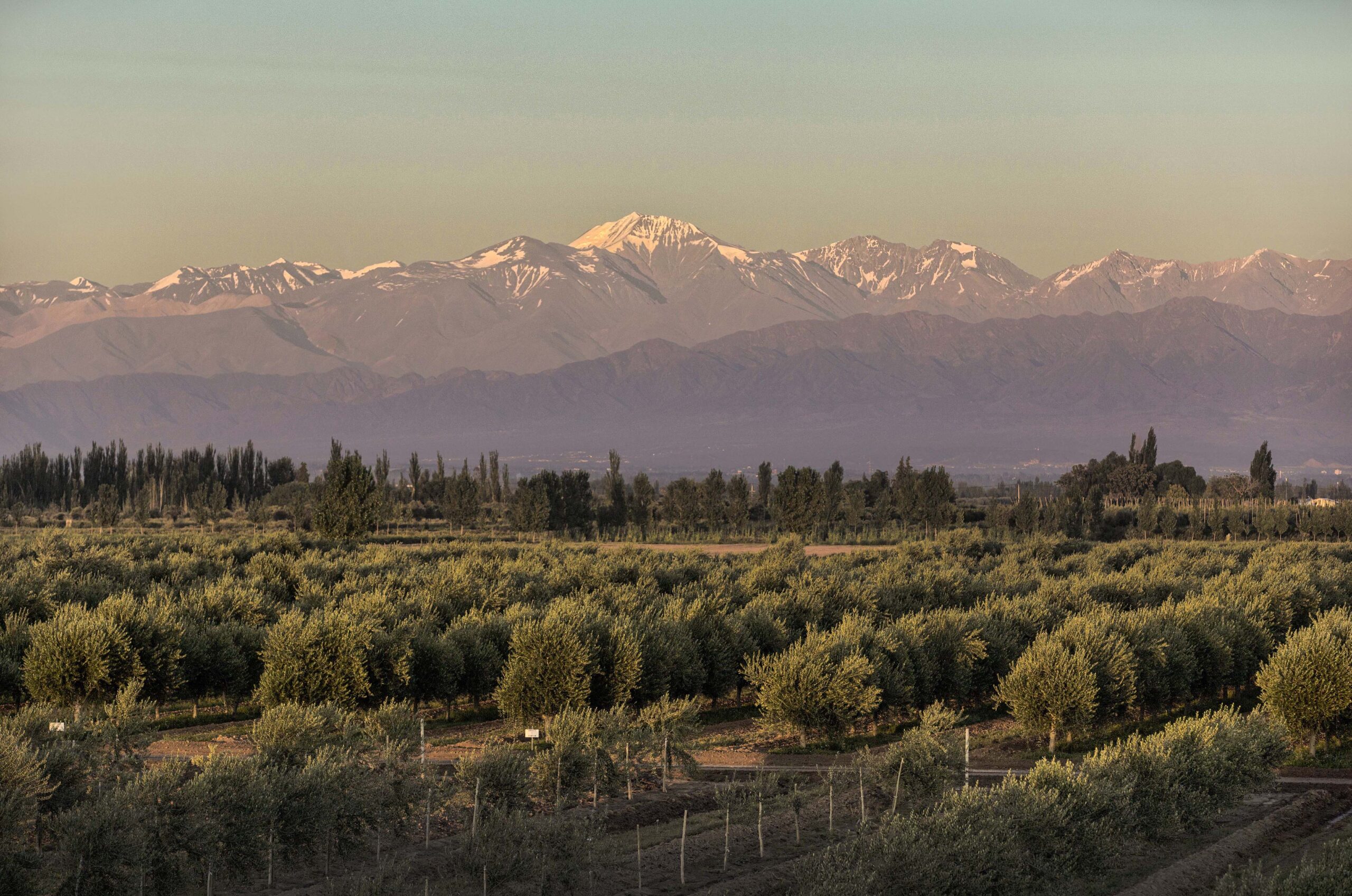 ARAUCO DE FAMILIA ZUCCARDI GANÓ CINCO NUEVOS PREMIOS INTERNACIONALES Y LIDERA EL MERCADO DE ACEITE DE OLIVA DE ALTA CALIDAD