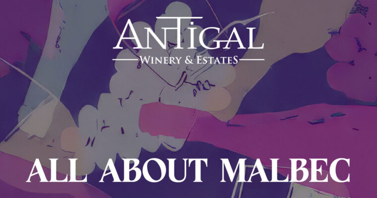 All about Malbec en Antigal