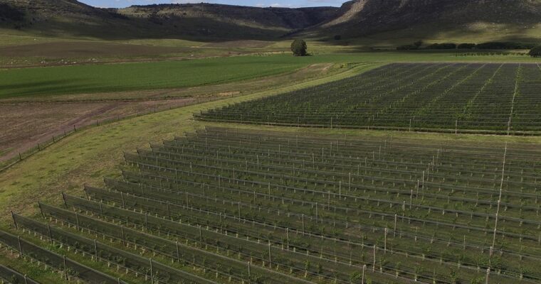 LA RUTA DEL VINO EN BUENOS AIRES