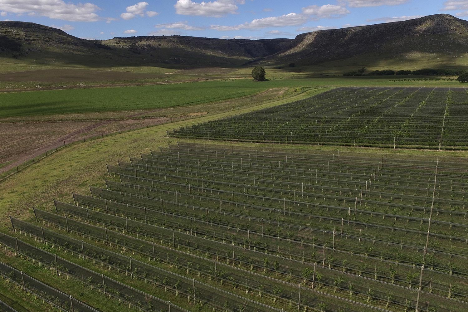 LA RUTA DEL VINO EN BUENOS AIRES
