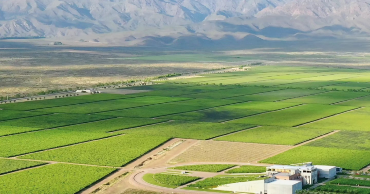 VISTA FLORES, EL CORAZÓN PRODUCTIVO DE VALLE DE UCO